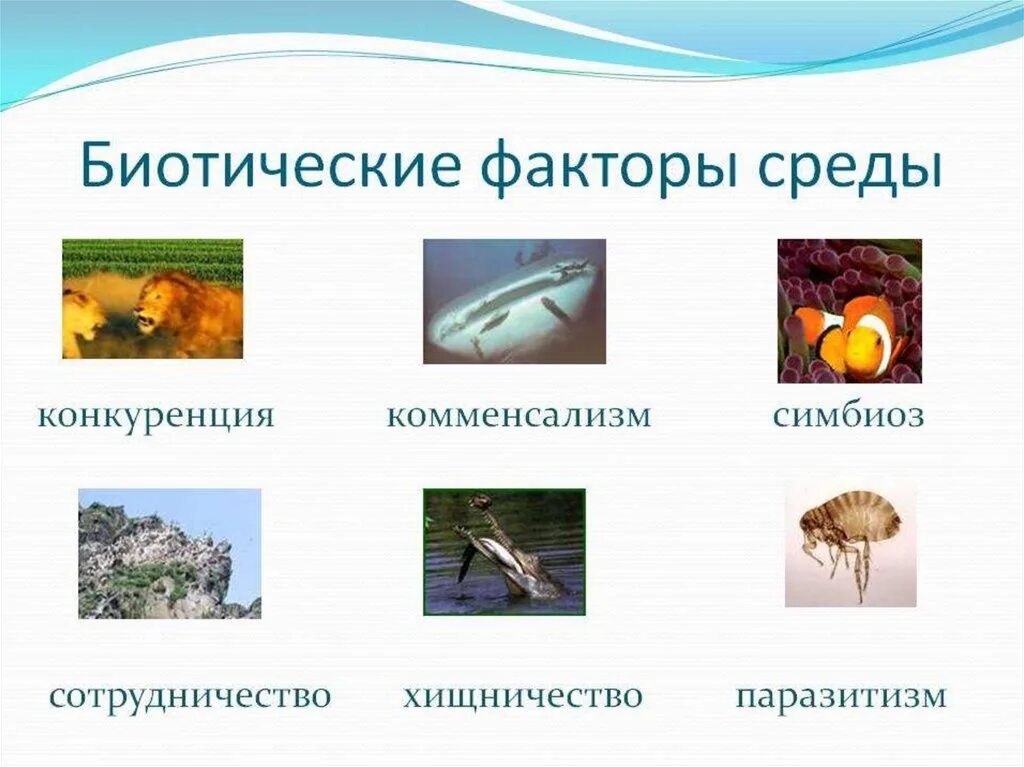 Биотическими факторами называются. Биотические факторы среды. Биоритмические факторы. Симбиоз конкуренция нейтрализм. Биология биотические факторы среды.