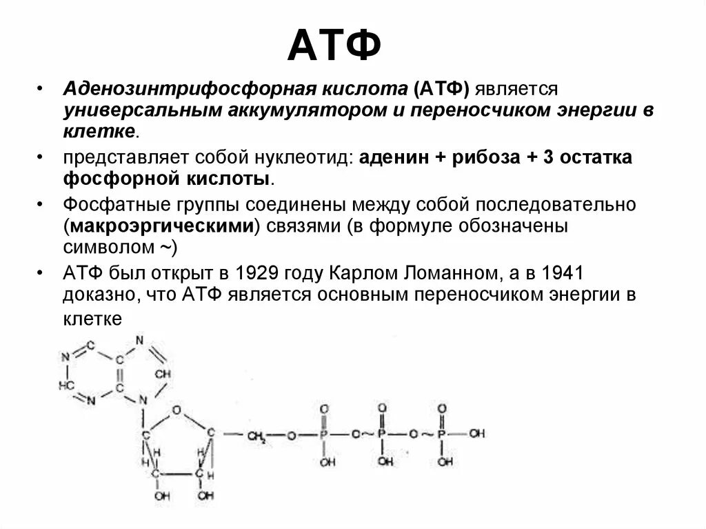 Функции атф. 1. АТФ: строение, функции. Структура и строение АТФ. АТФ строение структура функции. Химическая структура АТФ.