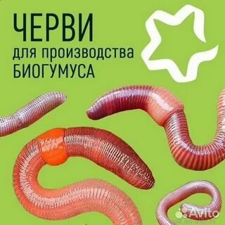 7 черви