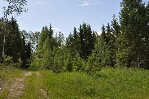На лесные 3 опушки