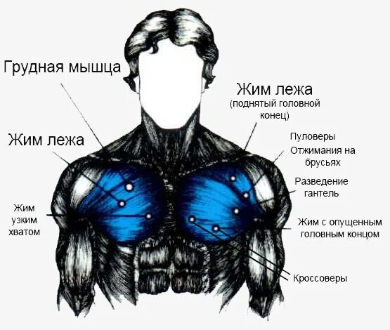 Малая грудная мышца вид сбоку. Миозит грудного отдела спереди. Мышцы малая грудная мышца. Прикрепление большой грудной мышцы. Упражнения для роста грудных мышц для мужчин.