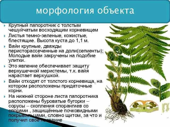 Щитовник папоротник описание. Лист папоротника щитовника мужского. Сорус папоротника щитовника. Папоротник Щитовник мужской описание.