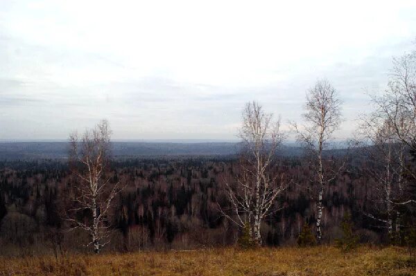 Пихтовый гребень маслянино. Салаирский кряж пихтовый гребень. Гора пихтовый гребень новосибирская область. Гора пихтовый гребень новосибирская область. Пихтовый гребень горнолыжный комплекс.