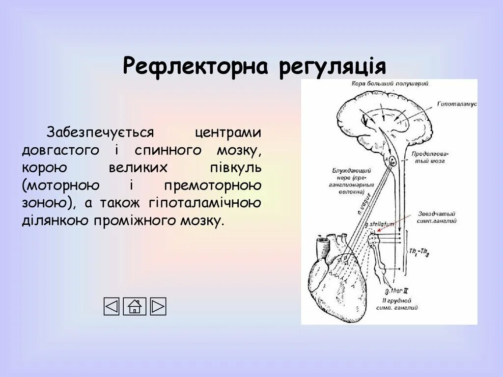 Условно рефлекторная регуляция деятельности сердца. Условные рефлексы регуляции сердца. Рефлекторный механизм регуляции сердца. Рефлекторная регуляция дыхания. Где центр безусловно рефлекторной регуляции кровяного