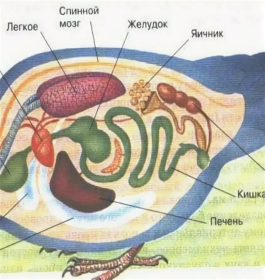 Выделительная система разных животных. Выделительная система разных животных