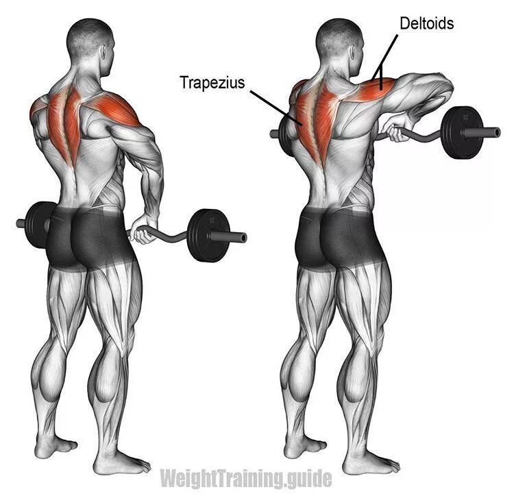 Верхний блок широким хватом. С его тягой к. Тренажер со свободными весами body solid gsrm-40. Становая сумо в смите. Тяга грифа в наклоне к поясу техника.