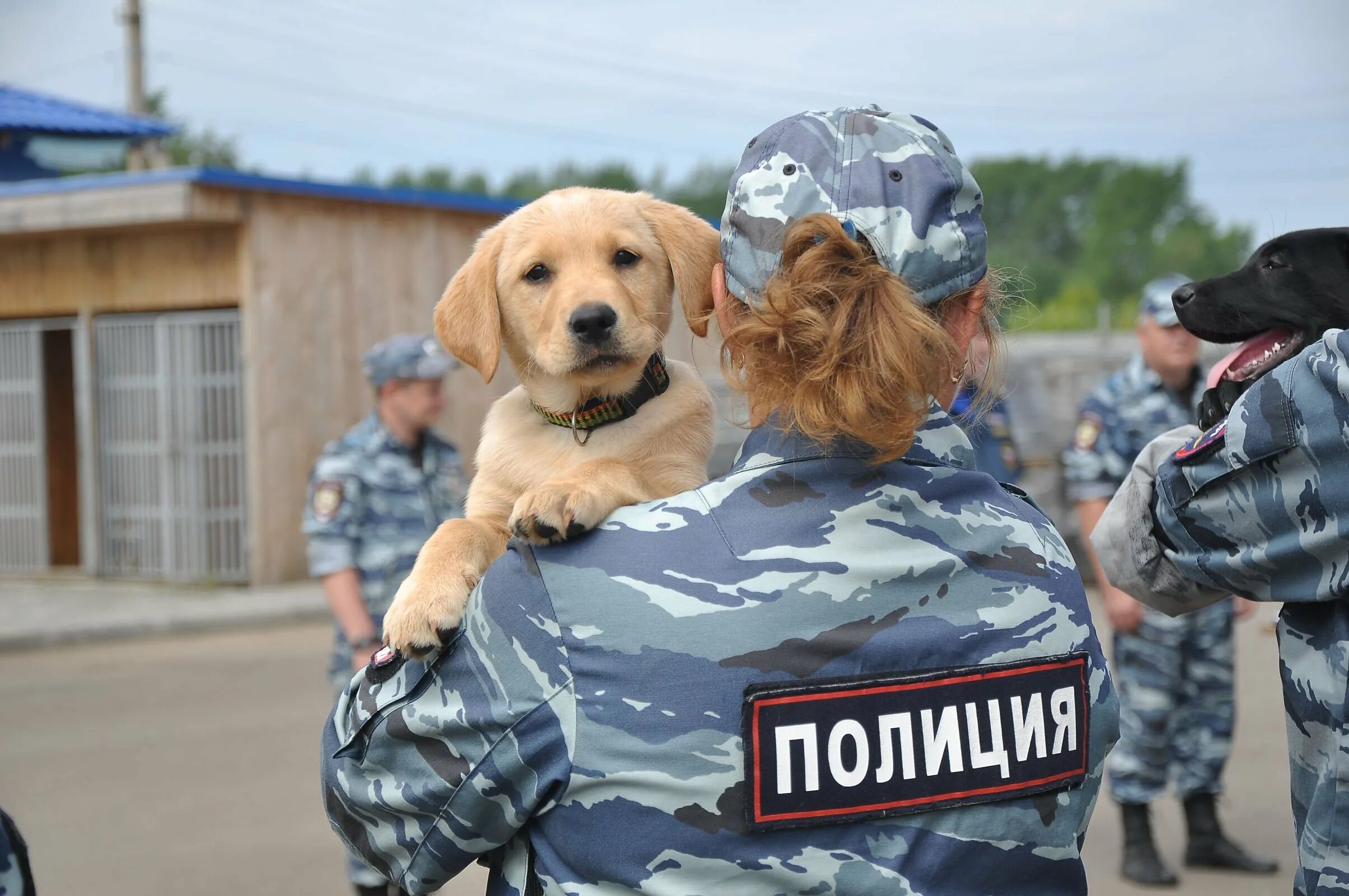 Помощь кинолога
