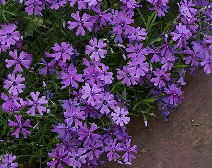 Флоксы шиловидные многолетние фото. Флокс шиловидный (Phlox subulata). Флокс шиловидный Purple Beauty. Флокс шиловидный Пурпл Бьюти. Флокс шиловидный сиреневый.