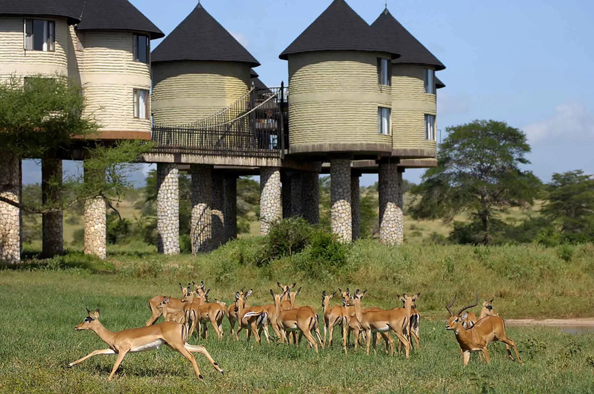 Сафари-отель Сарова Солтлик (Sarova Saltlick game Lodge), Кения. Сарова отель Кения сафари. Заповедник Шимба Хиллс. Отель в Кении Salt lick Safari Lodge. Дом дикой природы