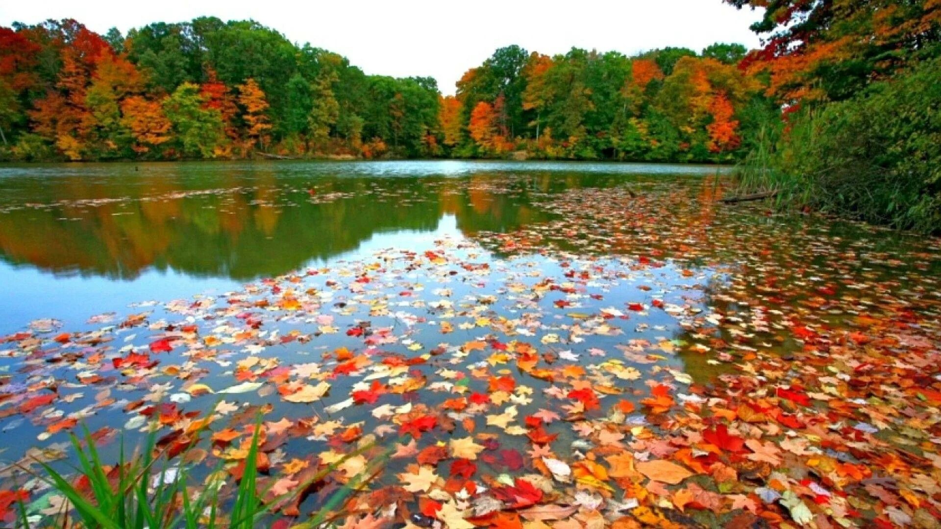 Красивая осень. Краски осени. Осенняя природа. Осенний листопад. Падают листья и устилают землю