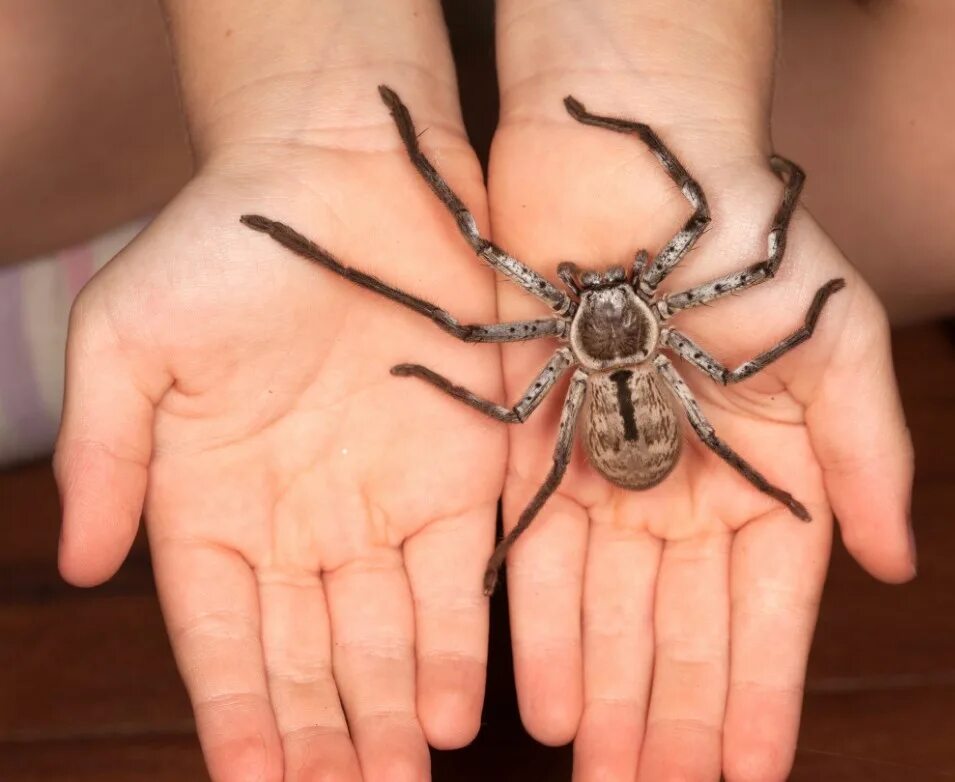 Huntsman spider. Holconia immanis паук. паук охотник хантсмен. паук хантсмен австралии. паук-егерь (huntsman spider).