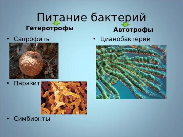 Сапрофиты и паразиты. Сапрофиты и паразиты