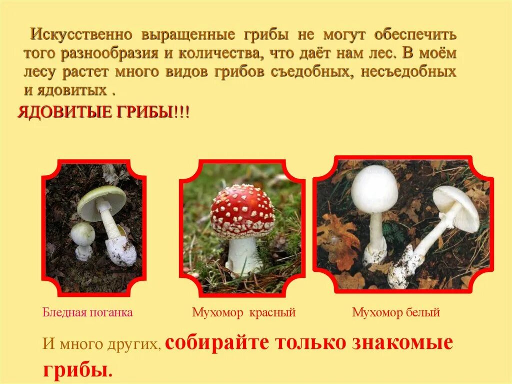 Опишите внешний вид и строение культивируемых