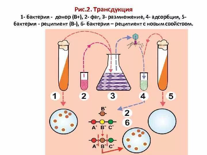 Бактерия донор. Опыт трансдукции микробиология. Генетические рекомбинации трансформация трансдукция конъюгация. Трансформация и трансдукция у бактерий. Трансдукция у бактерий опыт.