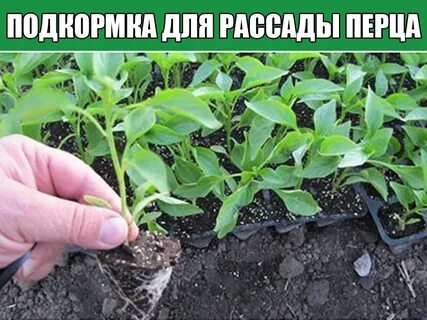 Садовый гид перцы