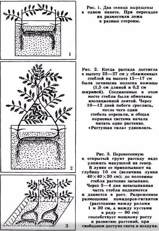 Корневая система огурцов: длина и схема строения, как правильно окучивать