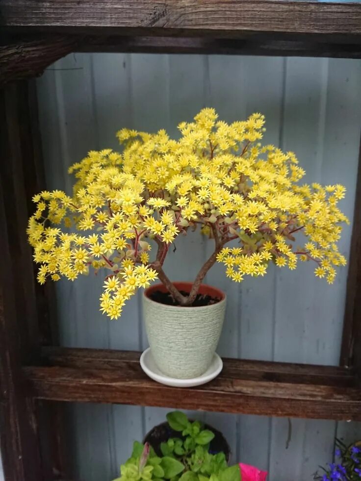 Aichryson tortuosum RRM16 Plants, Succulents, Desert plants