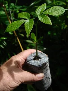 Лонган из косточки