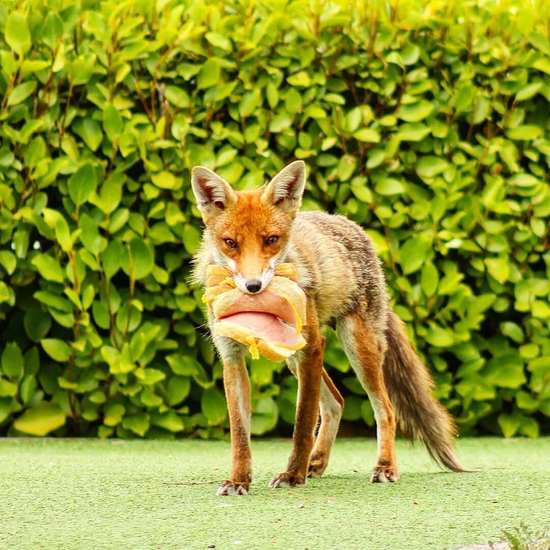 Лиса в Англии. Лисица на английском. Лиса долго. Лисья балка. Fox с английского на русский