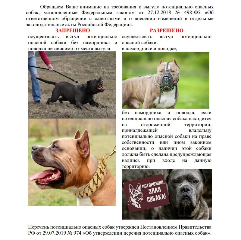 Эксперты рассказали, как себя вести владельцам потенциально опасных собак / Ново
