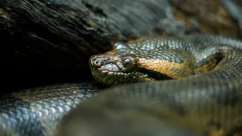 Snake you know
