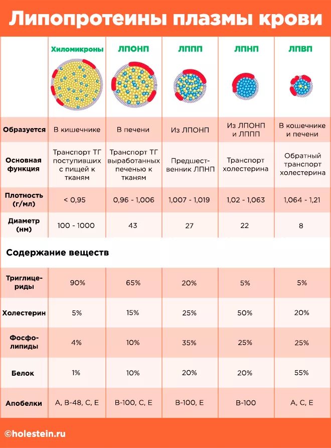 Как измерить холестерин в крови. Фракции липопротеинов низкой плотности таблица. Липопротеины высокой плотности ЛПВП строение. Норма холестерина липопротеидов высокой плотности в крови. Норма холестерина липопротеинов высокой плотности в крови.