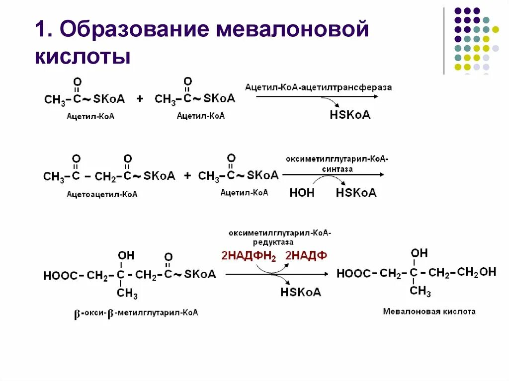 Синтез холестерола реакции образования мевалоновой кислоты. Реакции образования мевалоновой кислоты. 1 Этап Синтез мевалоновой кислоты. Реакции синтеза холестерола до мевалоновой кислоты.