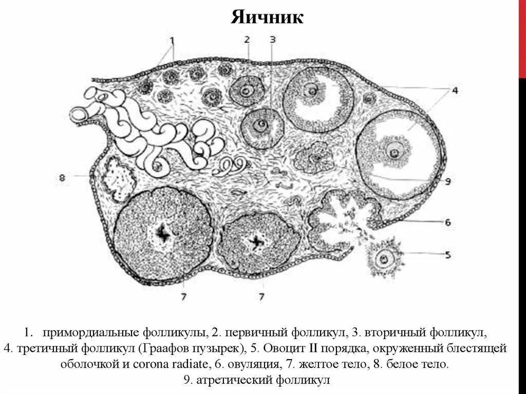 Внутреннее строение яичника. Схема развития фолликулов яичника. Поперечный срез яичника гистология. Строение фолликула яичника анатомия. Строение фолликулов яичников.