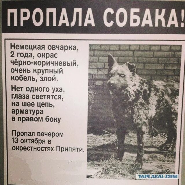 Что у меня нет собаки. Объявление о пропаже собаки. потерялась собака прикол.
