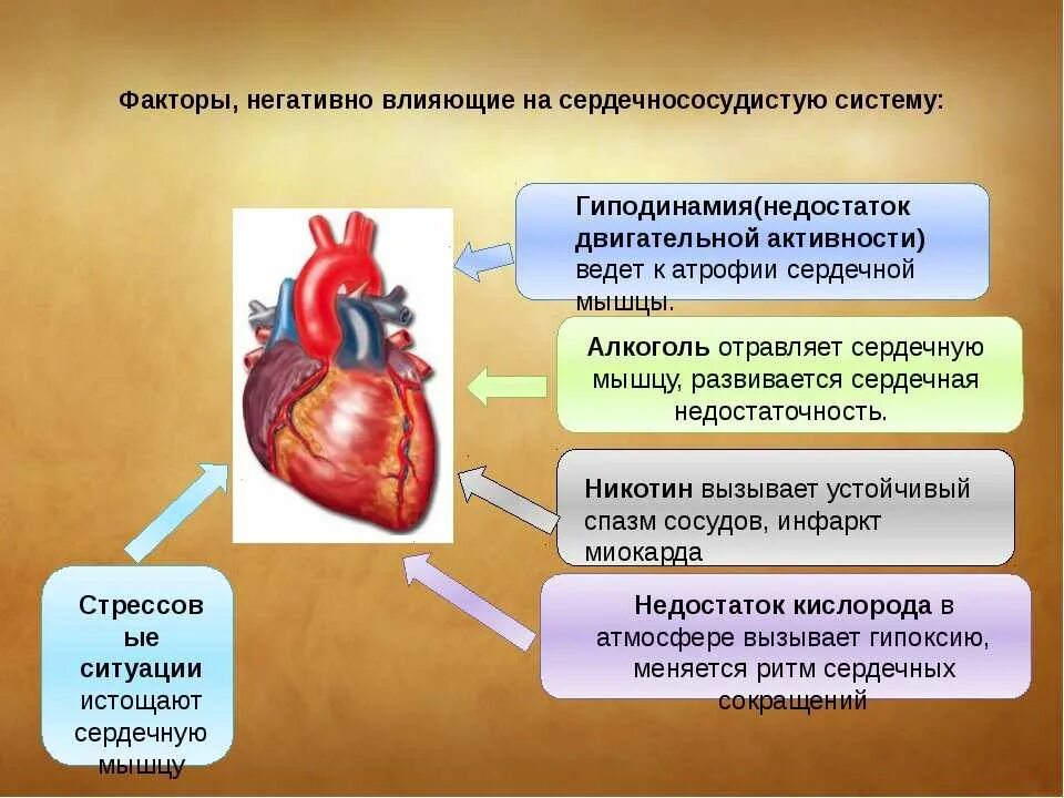 Какие факторы влияют на сердечно сосудистую систему. Факторы негативно влияющие на сердечно-сосудистую систему. влияние негативных факторов на сердечно-сосудистую систему. факторы отрицательно влияющие на сердечно сосудистую систему. отрицательное влияние на сердечно-сосудистую систему оказывают.