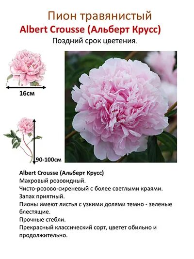 Вопросы цены просьба писать в личных сообщениях.Анатолий Скакодуб / Anatolij Ska