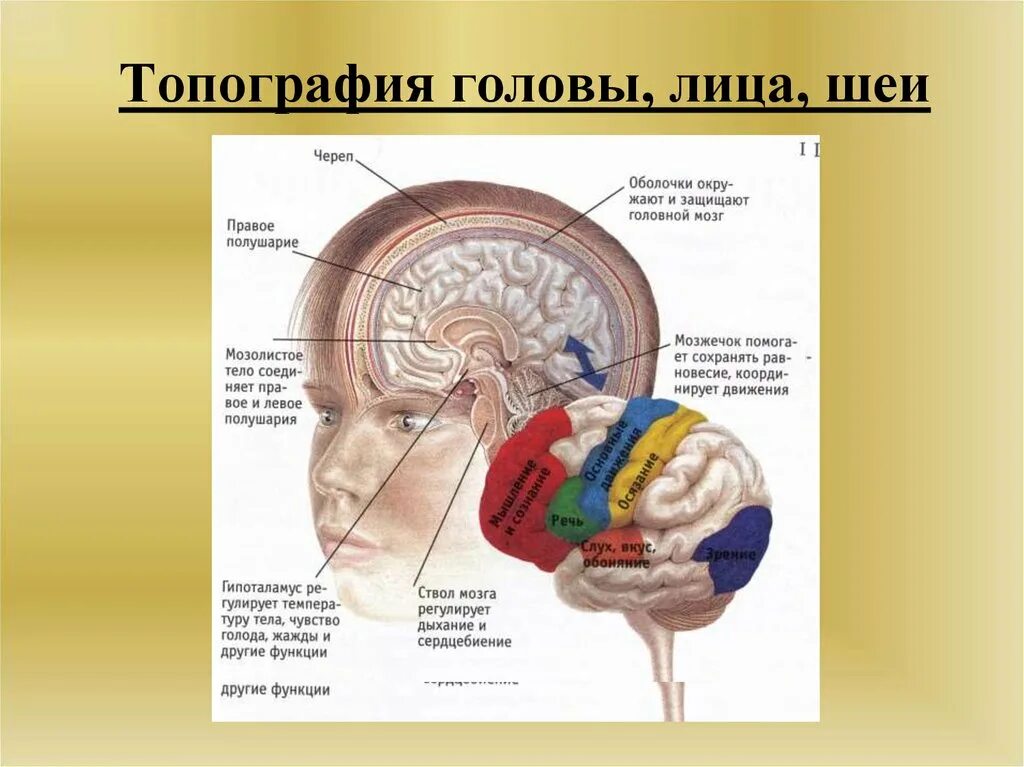Топография мозга. Заболевания в голове название. Строение головы.