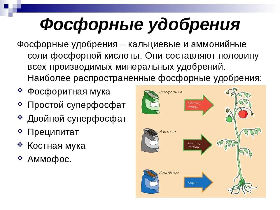 Какой компонент больше других используется человеком. Фосфорные удобрения. Значение фосфорных удобрений. Фосфорные удобрения виды удобрений. Фосфор для растений удобрение.