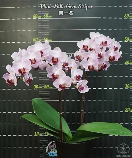 Gem stripe. Орхидея phal. little gem stripe. фаленопсис little gem stripes peloric. фаленопсис phal. little gem stripes. фаленопсис little gem stripe 5210.
