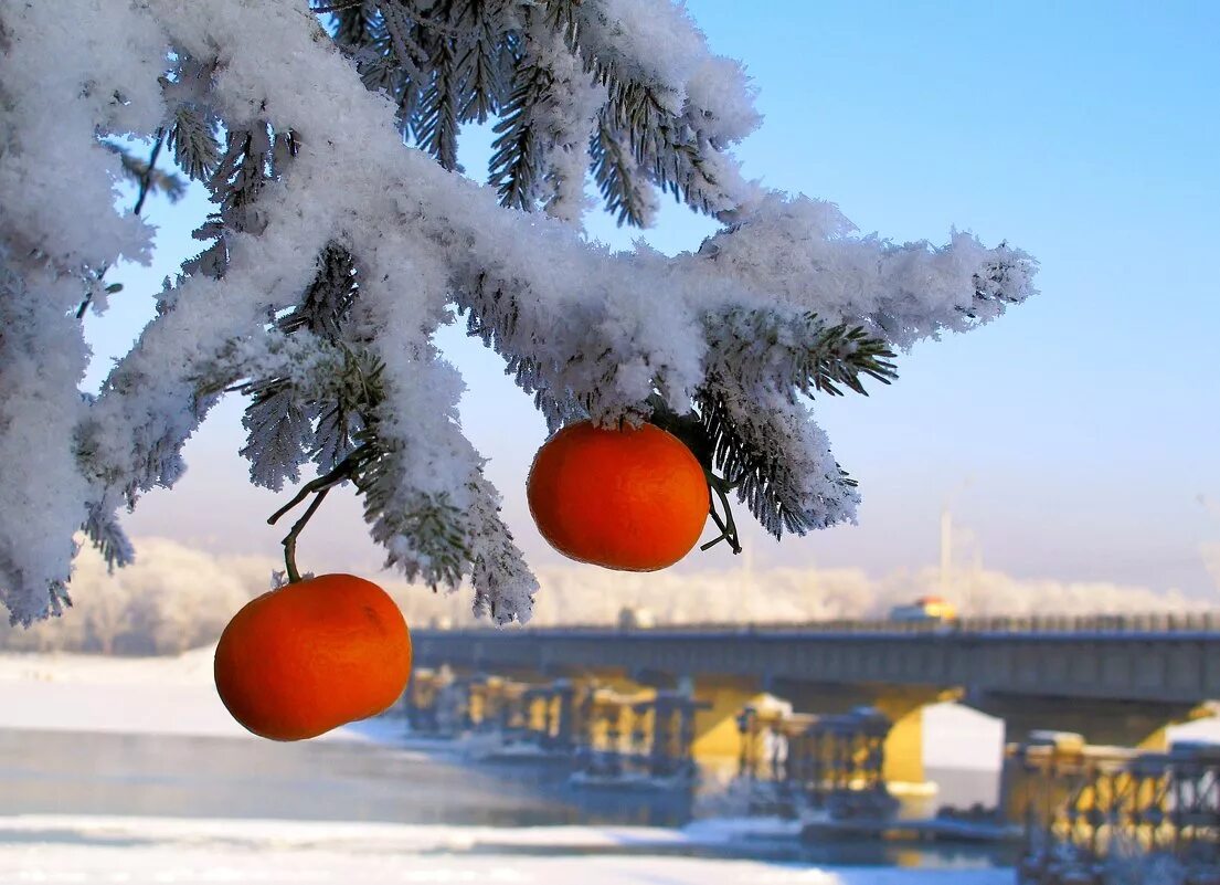 На дереве висят мандарины сначала