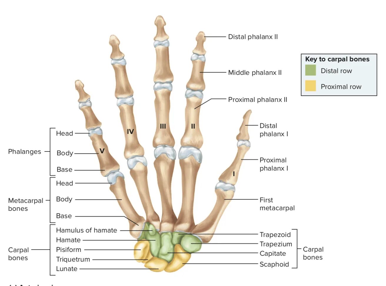 Кости кисти анатомия. Hand Bones. Carpal Bones. Hand bone