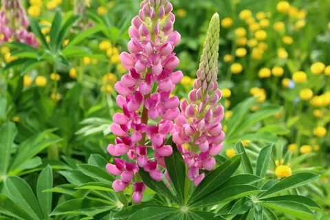 Plant flora