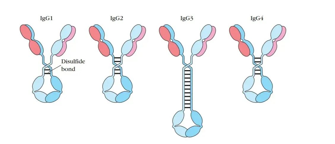 Иммуноглобулин g2. Функции иммуноглобулины g4. IGG подклассы. Подклассы иммуноглобулинов.