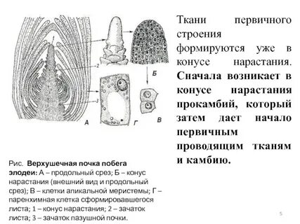 Строение точки