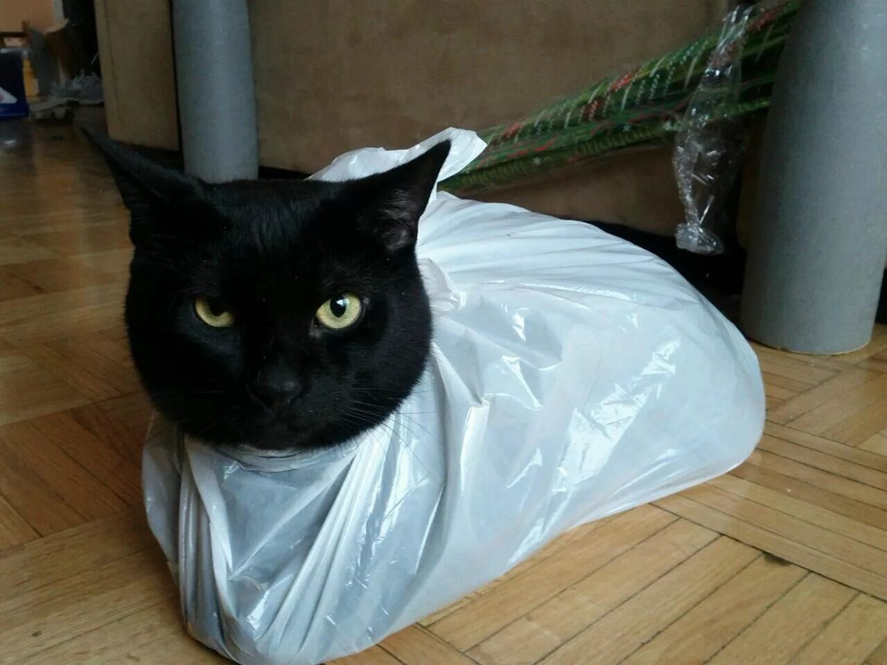 Опять страдать. Кошка в пакете. Замотанный кот. Кот в пленке. Завернутый кот.