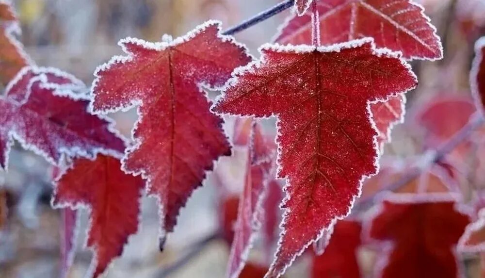 Snow leaf