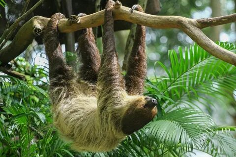 Three toed