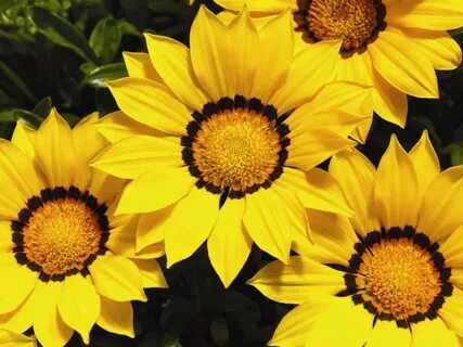 Yellow 1