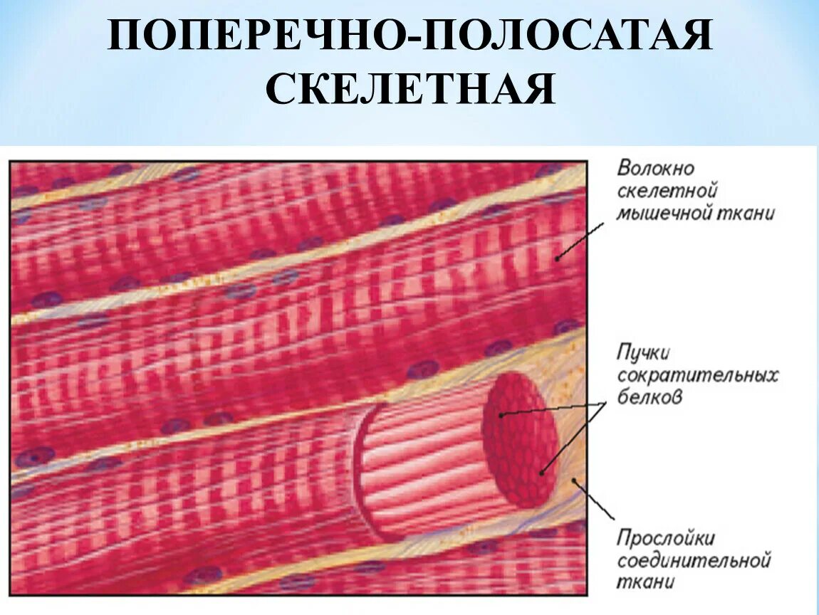 Изображения скелетной поперечнополосатой мышечной ткани