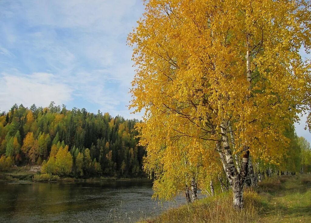 золотистая осень. золотая березка в монголии. осенняя береза. золотая береза. березовая роща осенью.