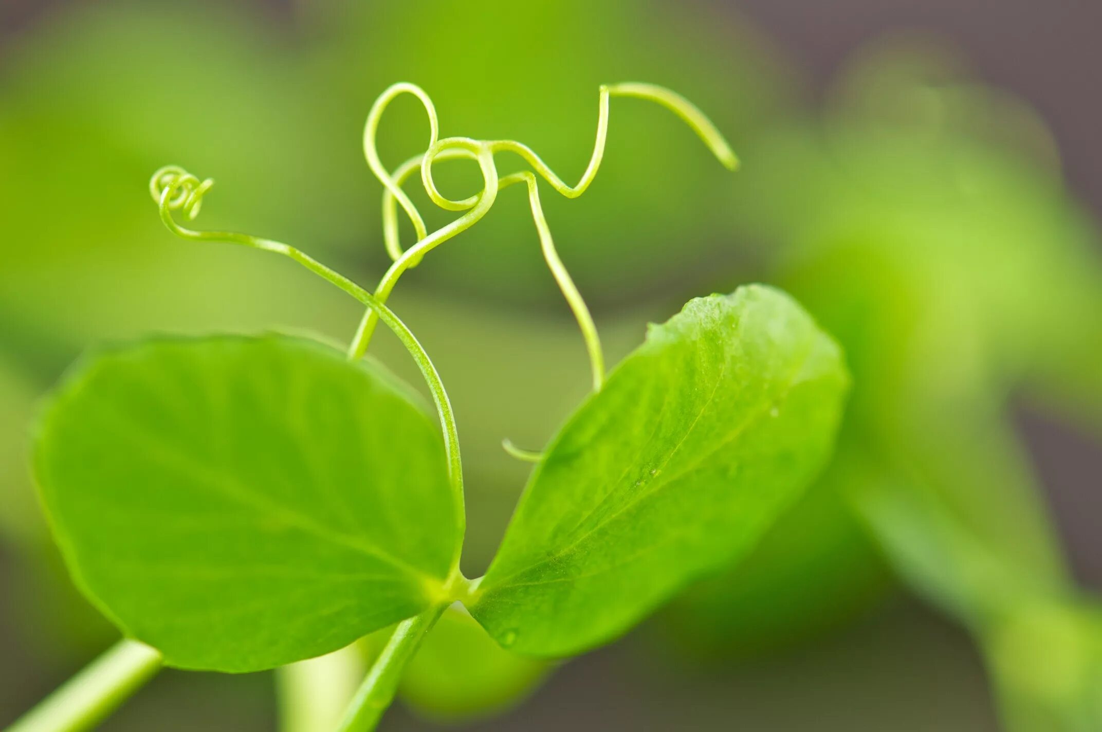 каллизия душистая. листа ус. видоизменения листьев листовые усики. растение каллизия золотой ус. метаморфозы листа усики.