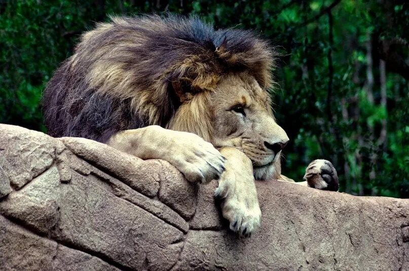 Скучающий лев. Грустный Лев. Одинокий Лев. Одинокий грустный Лев. Лев в печали.