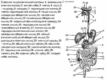Общий план строения пищеварительной системы