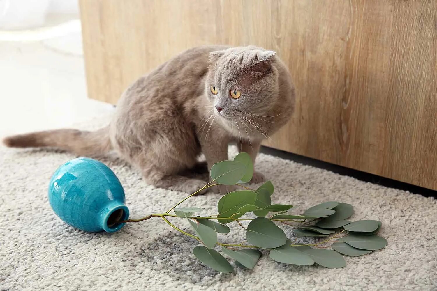 Кошку ломает