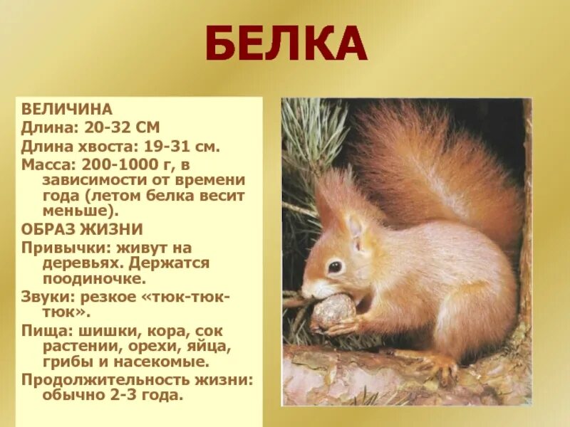 Содержание белочки